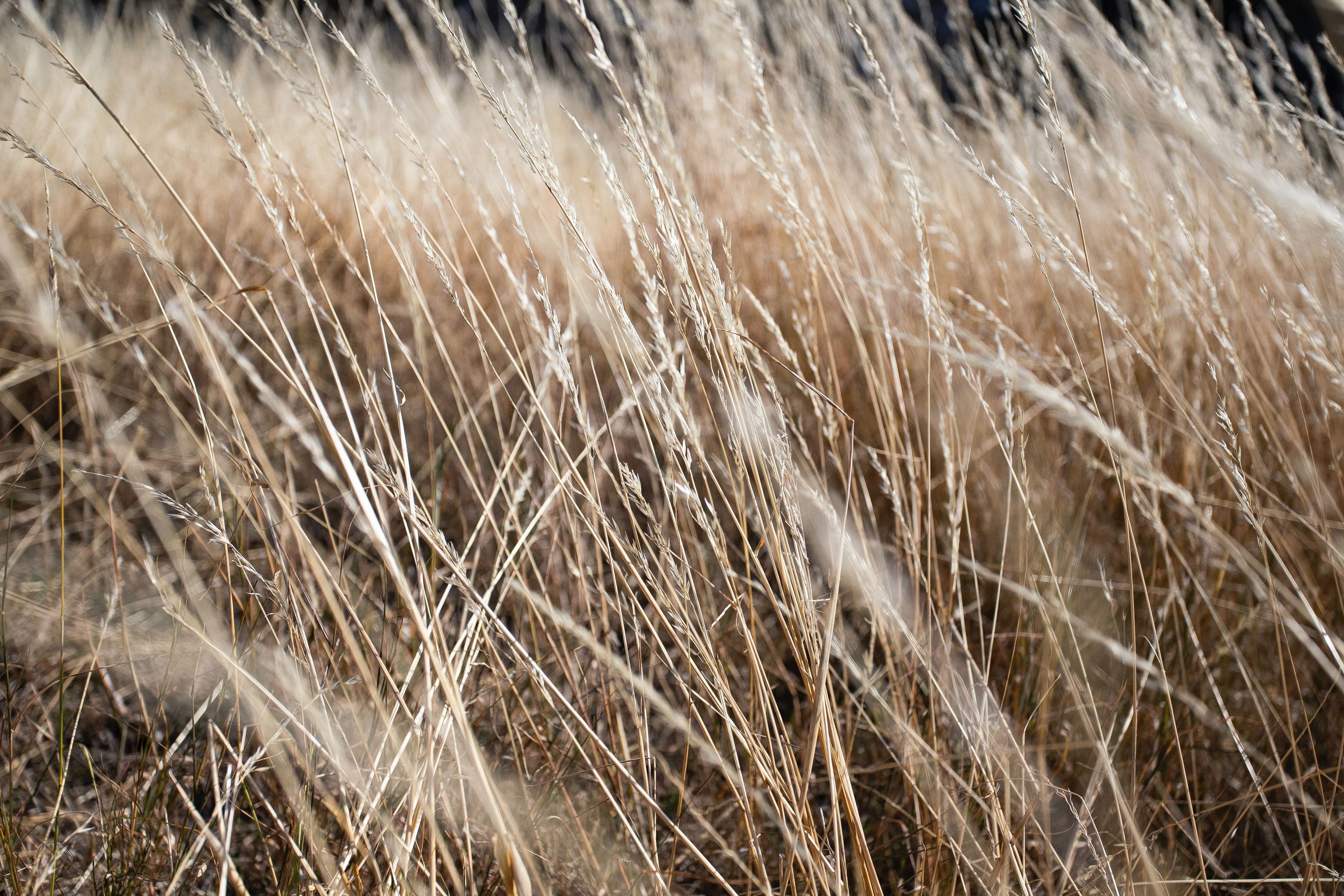 Selective focus of a field of wheat 