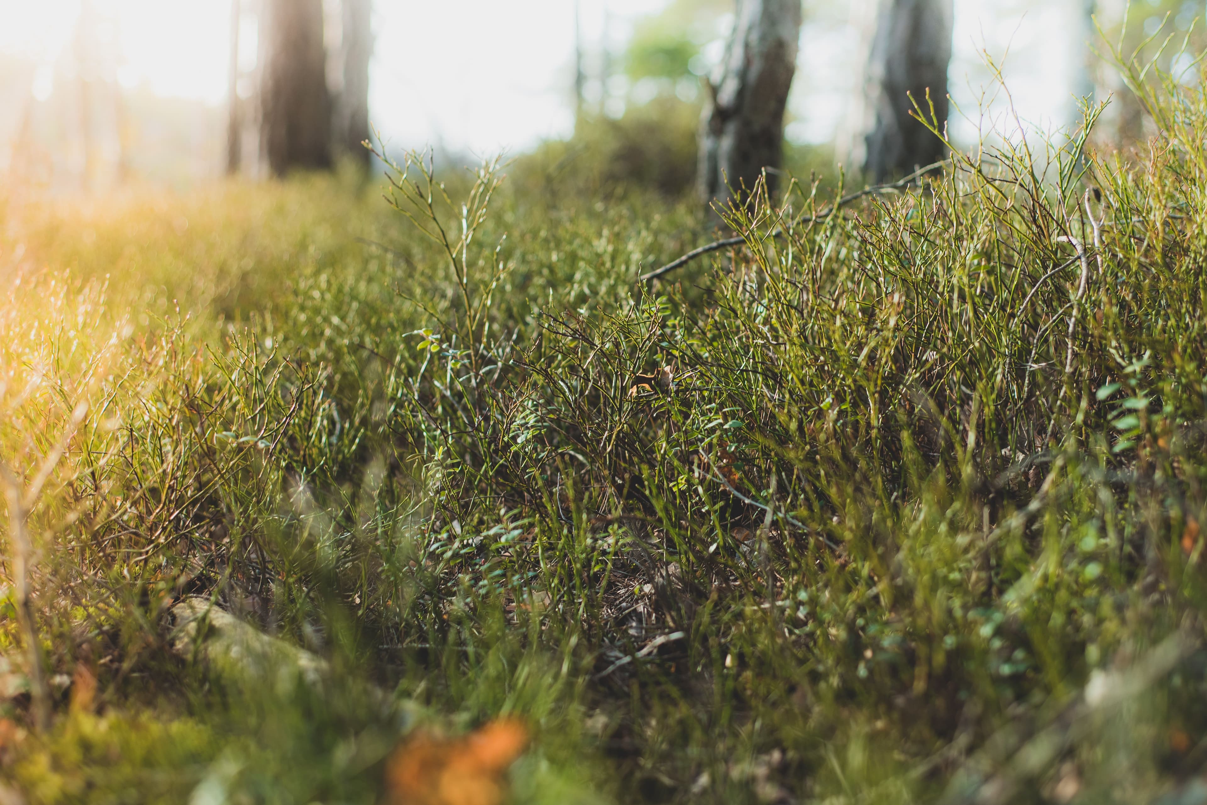 Low vegetation in a forest. Warm light shining upon it.